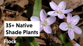 35 NATIVE SHADE PLANTS for the Garden — Ep 159 [upl. by Sira]