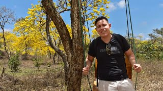 Florecimiento de los GUAYACANES en la Hacienda Las Habras  Colimes  Ecuador 2021 [upl. by Ernst]