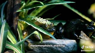 Evolution of Aquatic Adaptations in Amphibians [upl. by Dre232]