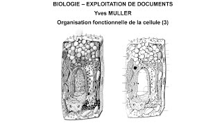 3 La membrane de la cellule  Thème  Organisation fonctionnelle de la cellule [upl. by Namus191]