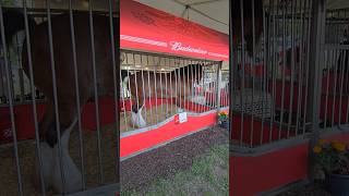 Budweiser Clydesdales Iowa State Fair [upl. by Bej]