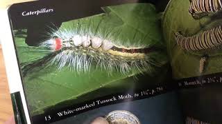 Handling Venomous White Marked Tussock Moth Caterpillar DONT TRY THIS rashTreatment in description [upl. by Favianus394]