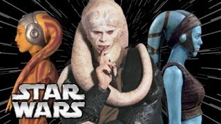 Twilek Species Biology Society and History [upl. by Klayman]