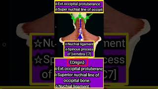 《Trapezius muscleCevicle part1 origin Insertionblood supinnervationamplive actiontrapeziuorigin [upl. by Connett]