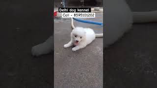 Pomerian dog puppy  delhi dog kennel  low price dog market in delhi [upl. by Cailean]