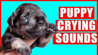 Puppy Crying Sound  Dog Crying Sound Effect Puppies Whining Noises [upl. by Sicnarf484]