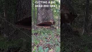 Cutting A big dead red oak 524 stihl logging forestry oaktree bigtree ozarks [upl. by Vanden]