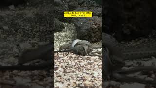 Snake vs Iguana – A Thrilling Chase for Survival [upl. by Florin266]