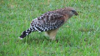 Redshouldered Hawk catches and devours a snake [upl. by Cooke]