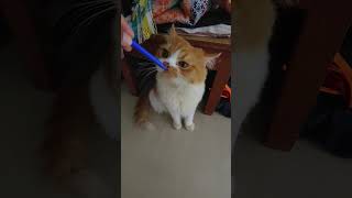 आमचा फनी बोका 🐈🐾😺 funny cat funnycats feline felinefunnies [upl. by Rubi]