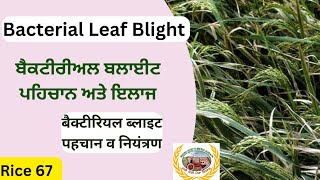 Bacterial Leaf Blight blb  ਝੋਨੇ ਬਾਸਮਾਤੀ ਦੇ ਵਿੱਚ ਝੁਲਸ ਰੋਗ ਤੋਂ ਸਾਵਧਾਨ [upl. by Aneryc]