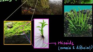 Bryophytes  Plant Kingdom  Biology  Khan Academy [upl. by Schwenk283]