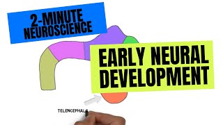 2Minute Neuroscience Early Neural development [upl. by Eendys]