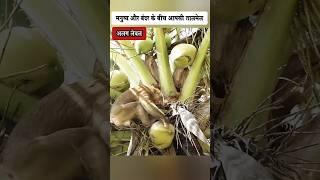 बंदर और इंसान के बीच गजब तालमेल  Coconut picking monkey [upl. by Inalan]