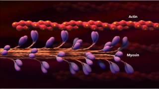 3 Muscle contraction detail Concept Cell Biology [upl. by Nelaf]