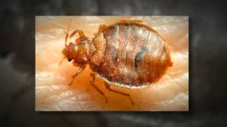 PUNTA CANA  All Inclusive Resorts  BED BUGS  What you need to know [upl. by Auqinehs5]