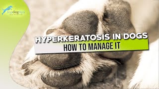 Hyperkeratosis in Dogs and How to Manage It [upl. by Halli]