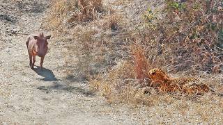 Warthog Walks Right Into Leopard [upl. by Kcirej]