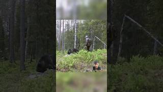 Meeting a bear in the forest bear forest meeting hunting bear wildlife nature [upl. by Netsew285]