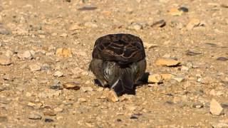 House Sparrow Dust Bath [upl. by Espy542]