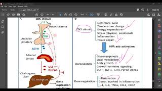 CORTICOSTEROIDS 1 [upl. by Leong]