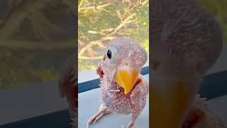 The two parrots relied on each other after falling illparrotday parrot love pets cute shorts [upl. by Mosera21]