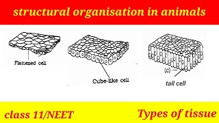 Types of tissue part 2 class 11  NEET 2025 [upl. by Atikal875]