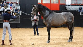 CABALLO PRE DE CONCURSO  172 CM [upl. by Nauqat]