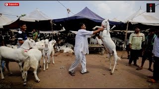 Eid Special A Day At Bakra Market Near Jama Masjid In Delhi [upl. by Lachance]