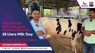 ABS Armada Bulls Daughter Shatters Records 28 Liters MilkDay at Tiwari Dairy Farm Bihar [upl. by Annaeerb]