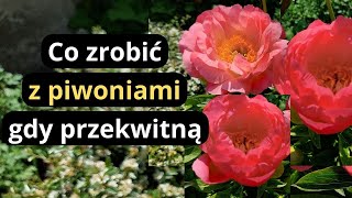 PIWONIE  zrób koniecznie teraz te zabiegi a piwonie odwdzięczą się bujnym kwitnieniem na wiosnę [upl. by Letney667]