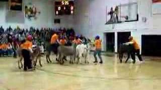 Stockbridge Donkey Basketball [upl. by Hartzke890]