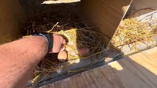 Chicken Nesting Boxes  Chickens Trained [upl. by Theola]