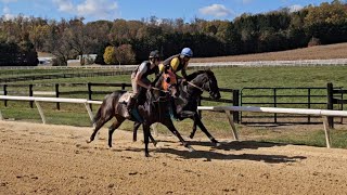 Patty Cakes rail and Ballycurrin outside galloping on 111 [upl. by Beka653]