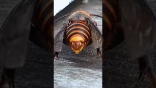 Giant Hornet Extends Stinger Front of Beehive [upl. by Enneicul]