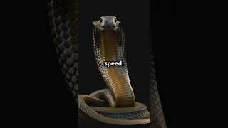 Inland Taipan The Worlds Most Venomous Snake animalbehavior wildlife animals worldsnake [upl. by Tabshey]