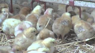 Ferme des Fourneaux  Le goût de la tradition  volailles fermières Essonne [upl. by Jerome]