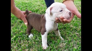 CACHORROS  AMERICAN  PITBULL  TERRIER  RED  NOSE 4°GENERACION [upl. by Eibob308]