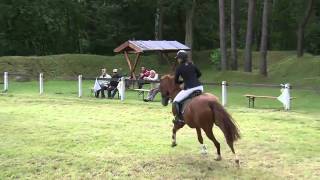 LinneGraf Lindenau gelding  2006 for sale [upl. by Aikemot876]