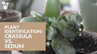 Plant Identification The difference between Crassula and Sedum [upl. by Bonucci798]