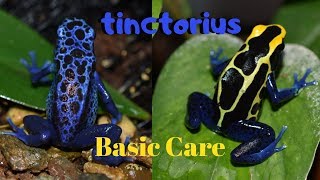 Dart Frog Care Series Part 1 Dendrobates tinctorius [upl. by Nonac]