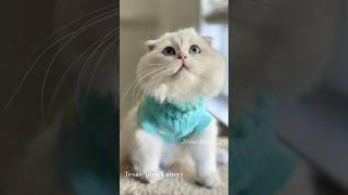 Cute Kittens Rehoming ASYA is a beautiful Scottish Fold cats cutecat scottishfold cuteanimals [upl. by Arracot58]