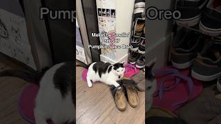 Melon be Smellin’ Part 387 😤🤢 cat kitty shorts catvideos funnycats [upl. by Bordie]