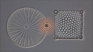 BEAUTIFUL DIATOMS by DIATOM SHOP HD [upl. by Yellat]