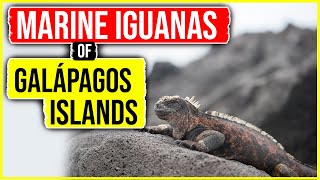 Marine Iguanas of the Galápagos Islands 4K [upl. by Meehar]