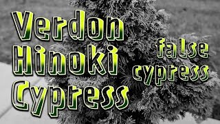 Verdon Hinoki Cypress Chamaecyparis obtusa Verdoni  Initial Prep  Prebonsai [upl. by Tullusus172]