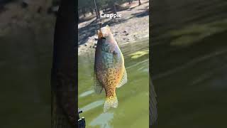 Ochoco reservoir crappie fishing kayak [upl. by Atinot]