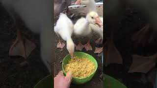 Bobocei de gâscă – începuturile unei povești drăgălașe 🦢❤️ [upl. by Nnaassilem]