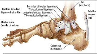 Two Minutes of Anatomy Medial Ankle Ligaments [upl. by Grew]