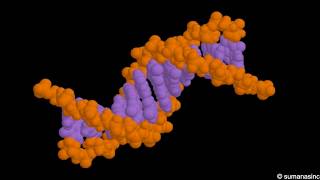 DNA structure Animation [upl. by Jollanta]